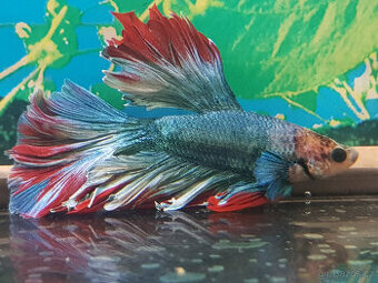 akvarijní ryby od chovatele