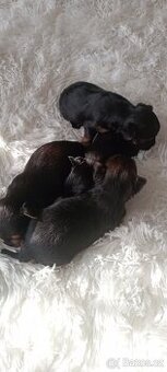 Yorkšírský teriér Havířov