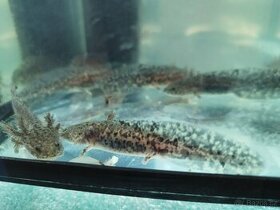 Axolotl Mexický - 1