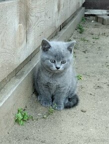 Britská modrá koťata