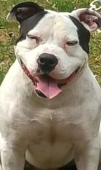 Prodám psa rasa American Bully