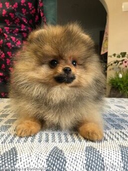 Pomeranian boo
