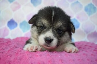 Welsh Corgi Pembroke s PP