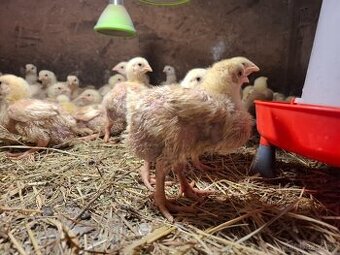 Brojlerová kuřatata, káčata, krůťata BIG 6, housata, kuřičky