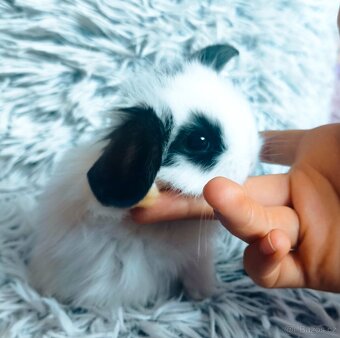 Mláďata zakrslých králíčků 1,5 měsíce
