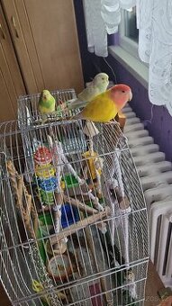 Agapornis růžovohrdlý