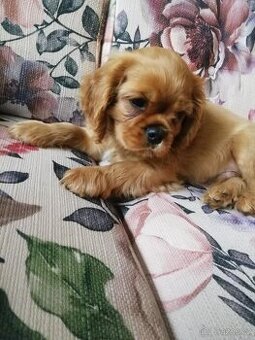 Kavalír King Charles Španěl - 1