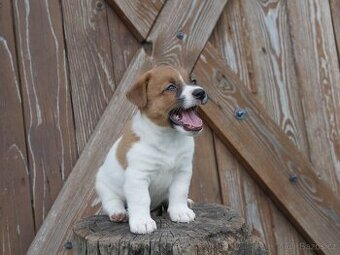 Jack russel terier s PP