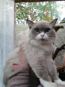 Ragdoll - 1