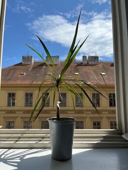 Dracena - 30 cm