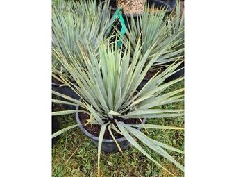 Yucca Rostrata 15l - – mrazuvzdorná juka