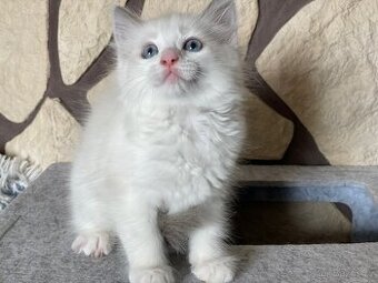 Koťata Ragdoll
