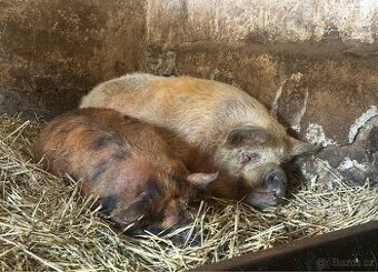 Sviňka Kune Kune