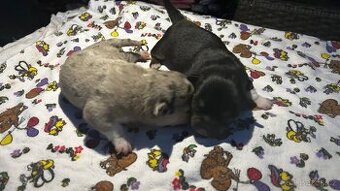 2x ČIVAVA ŠTĚŇÁTKA FENKY - 1