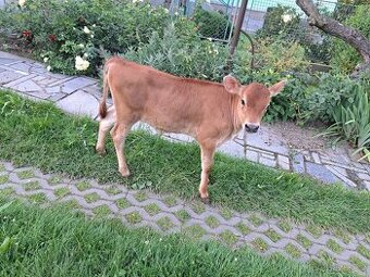 Jalovička jerseyky