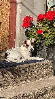 Hledáme ženicha Jack Russell teriéra - 1