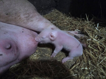prodám vykrmené prase