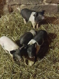 Prodám presticka selata