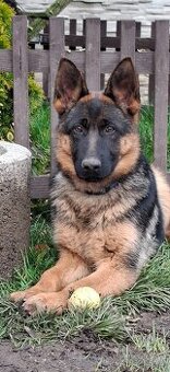 Německý ovčák - fenka s PP typ Rex