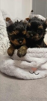 Yorkšírský teriér, jorkširský teriér štěňátka