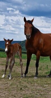 Quarter Horse kobylka vhodná do chovu aj na jazdenie