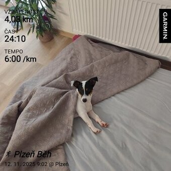 Jack Russell teriér