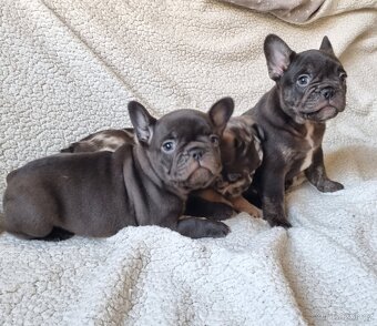 Francouzsky buldoček