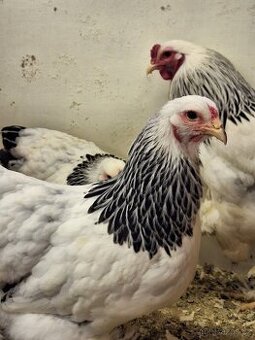 Zdr. Brahmánka bílá kolumbijská