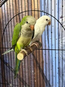 Prodám pár mnišek šedých