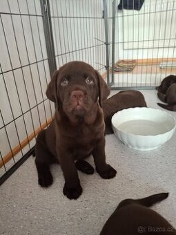 Čokoládový labrador s PP