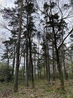 Prodám pozemky v k.ú. Hradiště u Domažlic