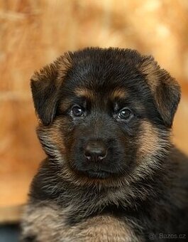 Německý ovčák štěňata