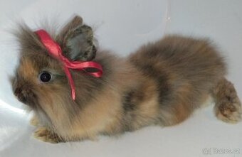 Zakrslý králíček bez PP samička Christie