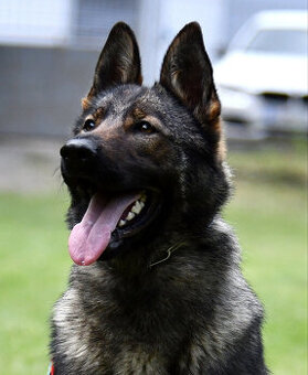 Německý ovčák štěnata s PP