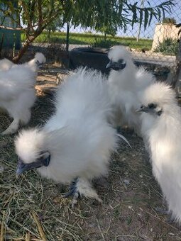 Hedvábnička zdrobnělá