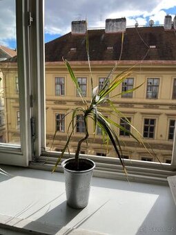 Dracena Marginata - 40 cm