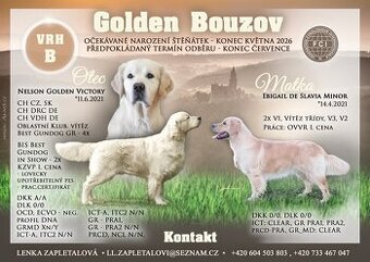 Zlatý retrívr / Golden