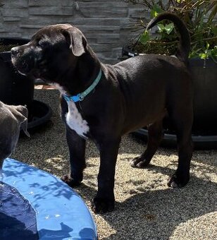 American bully XL