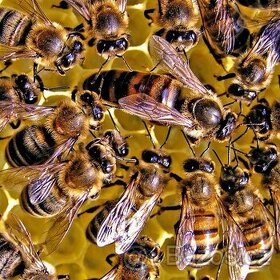 Včelí oddělky - na 5-ti rámcích