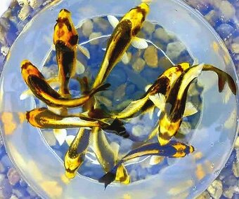 Koi kapr 12-20 cm- Japonští koi kapři