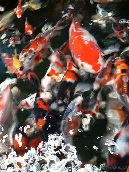 Koi kapr 12-20 cm- Japonští koi kapři