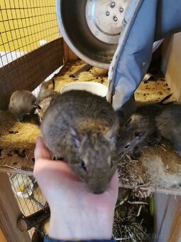 Osmak degu