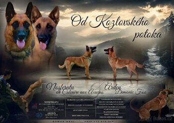 Belgický ovčák Malinois s PP