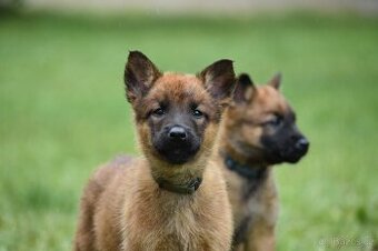 Belgický ovčák Malinois s PP