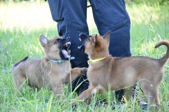 Belgický ovčák Malinois s PP