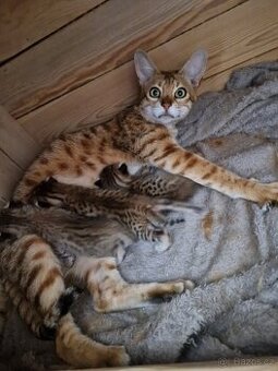 Savannah kotatka F5 - 1
