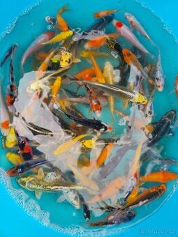 Koi 5-35cm - 1