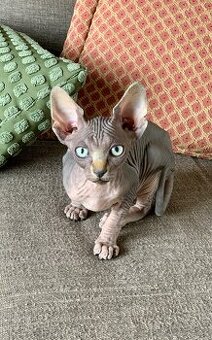 Kanadský Sphynx