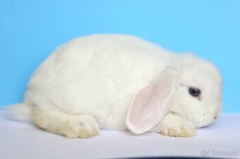 ❤️❤️ Minilop chlapeček ❤️❤️