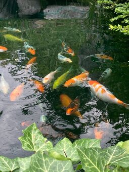 KOI kapr